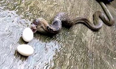 Video: Rắn hổ mang bất ngờ nôn ra 7 quả trứng gà để tẩu thoát