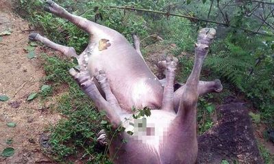 8 con trâu của dân nghèo bị sét đánh chết ở Hà Giang