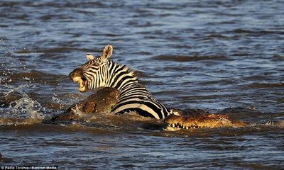 Video: Đàn cá sấu hung hãn xé xác ngựa vằn vượt sông