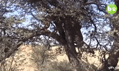 Video: Báo cái bị liên minh 4 con báo đực truy đuổi, tấn công