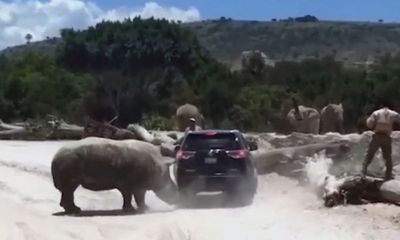 Video: Kinh hoàng cảnh tê giác tấn công xe ôtô của khách du lịch