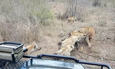 Video: Sư tử bất lực nhường xác lợn rừng cho bầy linh cẩu