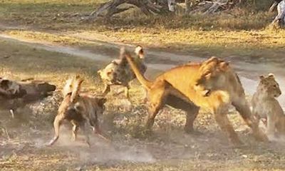 Video: Cái kết bất ngờ cho màn quyết chiến giữa sư tử mẹ và bầy chó hoang