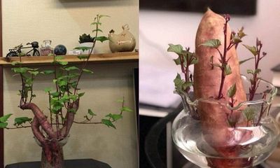 Dân mạng thích thú với nghệ thuật trồng ‘’khoai lang sai’’ phiên bản bonsai