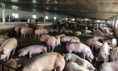 Giá lợn hơi hôm nay 8/8: Thị trường miền Bắc dao động quanh mức 53.000 đồng/kg