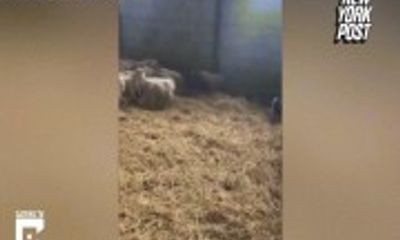 Video: Kinh ngạc cảnh chú lợn Peppa đi 