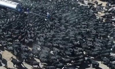 Video: Kinh hoàng cảnh hàng nghìn con bò bao vây xe chở nước