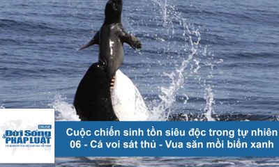 Cuộc chiến sinh tồn: Cá voi sát thủ - vua săn mồi trong lòng biển xanh