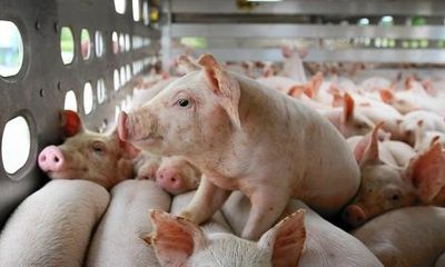 Giá lợn hơi hôm nay 13/8: Mức cao nhất 55.000 đồng/kg