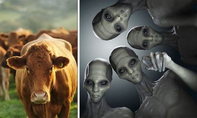 Lạ: Người ngoài hành tinh bị nghi ra tay sát hại đàn bò ở Argentina