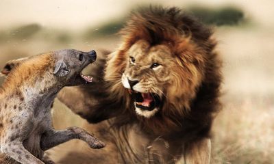 Cuộc chiến sinh tồn: Liều lĩnh tranh mồi của sư tử, đàn linh cẩu nhận cái kết đắng