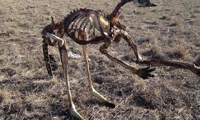 Hạn hán nghiêm trọng nhất 100 năm qua ở Úc, kangaroo chết trơ xương giữa đồng