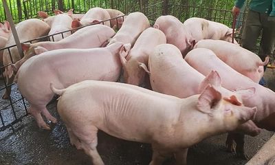 Giá lợn hơi hôm nay 14/8: Miền Bắc giảm tới 3.000 đồng/kg