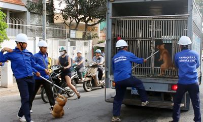 Bắt nhiều chó thả rông giữa trung tâm Sài Gòn