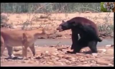 Video: Trận chiến khốc liệt giữa gấu đen và sư tử