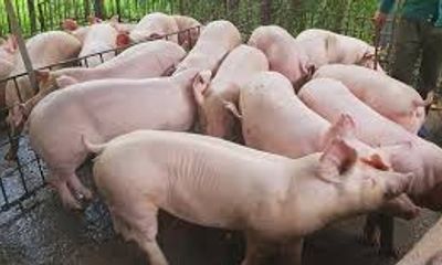 Giá lợn hơi hôm nay 15/8: Miền Bắc giảm nhẹ 500 - 1.000 đồng/kg