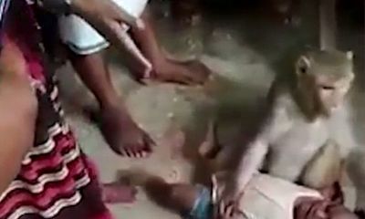 Video: Kinh hoàng cảnh khỉ ngang nhiên bắt cóc trẻ em ở làng quê Ấn Độ