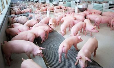 Giá lợn hơi hôm nay 16/8: Miền Bắc phổ biến trên 50.000 đồng/kg