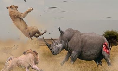 Video cuộc chiến sinh tồn: Tê giác dũng mãnh phá tan vòng vây của bầy sư tử