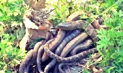 Video: Rùng mình chứng kiến rắn mẹ đẻ liền lúc 57 con