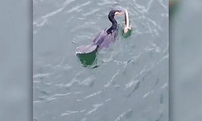 Video: Chim cốc đế nuốt chửng lươn trong tích tắc