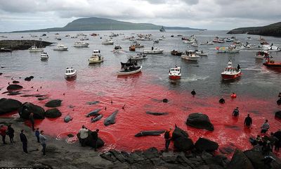 Vùng biển Đan Mạch lại nhuộm đỏ trong mùa thảm sát cả voi