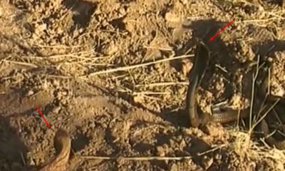 Video: Nhím tấn công rắn hổ mang cứu thằn lằn thoát chết trong gang tấc 