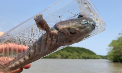 Clip: Tuyệt chiêu bẫy cá thòi lòi bằng chai nhựa trong rừng ngập mặn Cần Giờ
