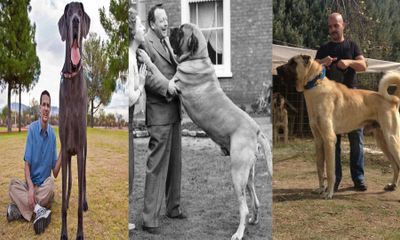 Clip: 10 giống chó lớn nhất thế giới được các đại gia săn lùng