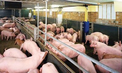 Giá lợn hơi hôm nay 20/8: Miền Bắc giảm 500 đồng/kg