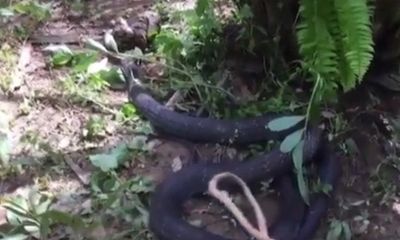 Video: Hãi hùng rắn hổ mang chúa xơi tái trăn 