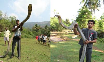 Video: Rùng mình xem những con rắn hổ mang chúa “khổng lồ” trên thế giới
