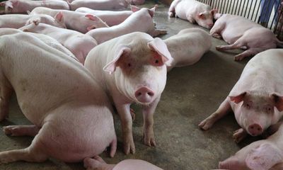 Giá lợn hơi hôm nay 22/8: Miền Bắc có dấu hiệu hạ nhiệt, giảm xuống dưới 50.000 đồng/kg