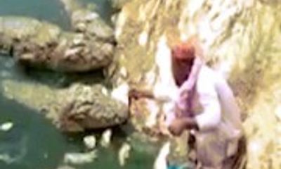 Video: Rợn người xem cụ ông cho 5 con cá sấu khổng lồ ăn thịt