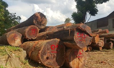 Vụ Hạt trưởng kiểm lâm bị bắt: Gia đình Chi cục trưởng Kiểm lâm giao nộp 8m3 gỗ