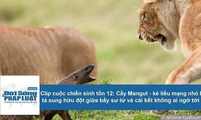 Cuộc chiến sinh tồn: Cầy Mangut tả xung hữu đột giữa bầy sư tử và cái kết khó ngờ