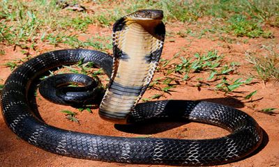 Clip: Cách đối phó khi gặp phải rắn độc như hổ mang chúa 20kg