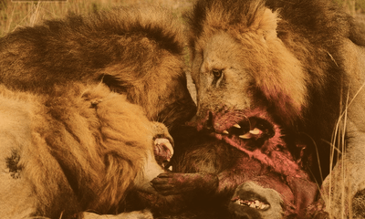 Video: Linh cẩu trả giá đắt vì đánh cắp thức ăn của bầy sư tử.