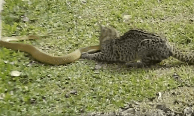 Video: Mèo hoang tử chiến ác liệt với rắn độc khét tiếng