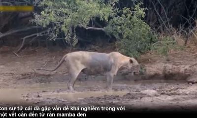 Video: Sư tử quằn quại sau cú 