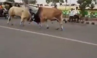 Video: 2 con bò húc nhau giữa phố, nhiều người bỏ chạy tán loạn
