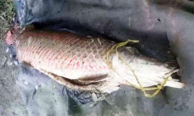 Bắt được cá huyết rồng dài 1,6m ở An Giang