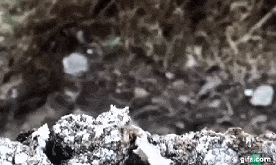 Video: Tấn công nhầm con mồi, chim chết đau đớn dưới hàm răng rắn độc