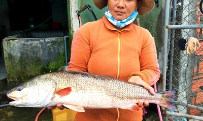 Huế: Thương lái mua được cá lớn nghi cá sủ vàng quý hiếm