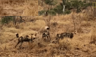Video: Đàn chó hoang và linh cẩu hỗn chiến quyết liệt tranh mồi