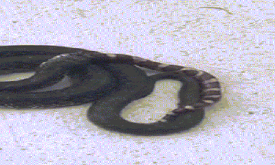 Video: Rợn người chứng kiến 2 con rắn hổ mang treo mình trên quạt trần
