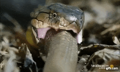 Video: Hổ mang chúa gặp nạn khi cố nuốt chửng rắn chuột