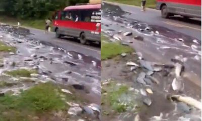 Video: Xe tải lật giữa đường, hàng tấn cá chảy như suối trên quốc lộ