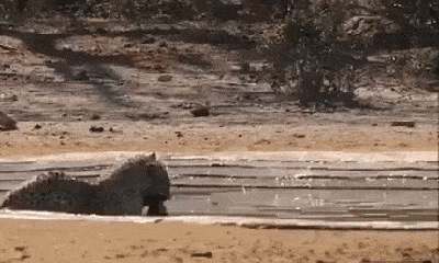 Video: Báo hoa mai hoảng hốt tháo chạy vì bị sư tử cướp con mồi