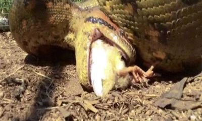 Video: Rùng mình cảnh trăn anaconda ngoặm chặt, nuốt sống 2 con gà cùng lúc